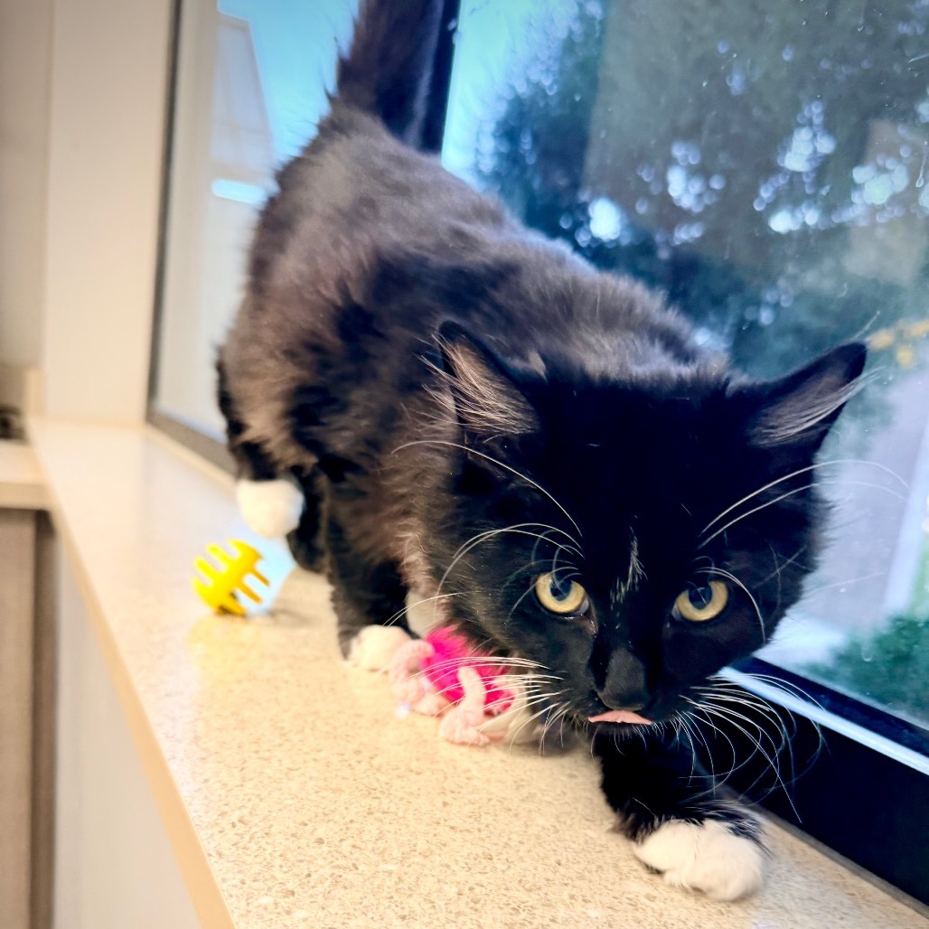 Eclipse, an adoptable Domestic Long Hair in Great Falls, MT, 59404 | Photo Image 4