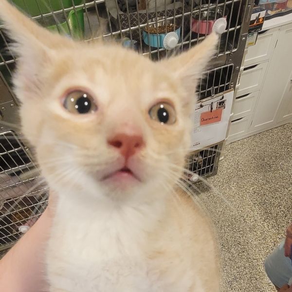 Zucchini thumbnail 2