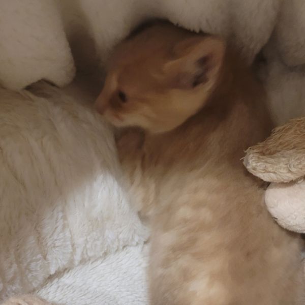 Zucchini thumbnail 3