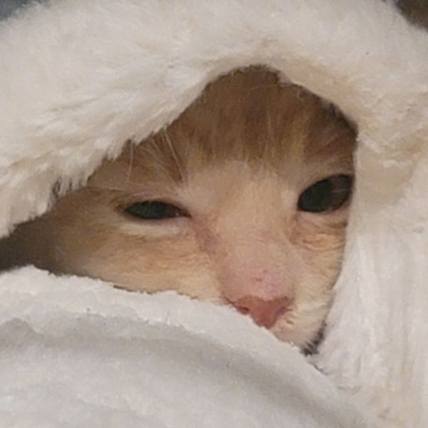 Zucchini thumbnail 4