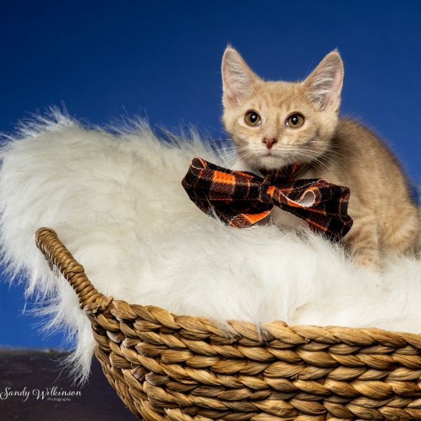 Zucchini thumbnail 6