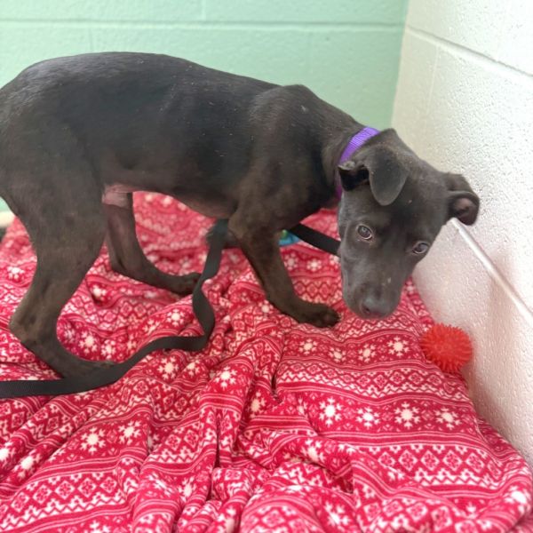 Tom Foolery thumbnail 2