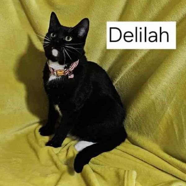 Delilah Cat Os Nv photo 1