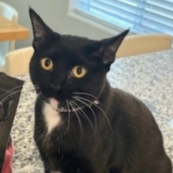 Delilah Cat Os Nv thumbnail 3