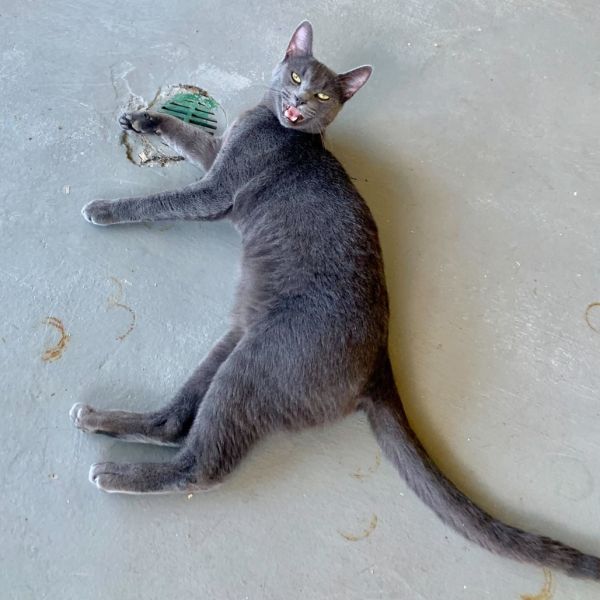 Sun Gold Malibu Ken thumbnail 2