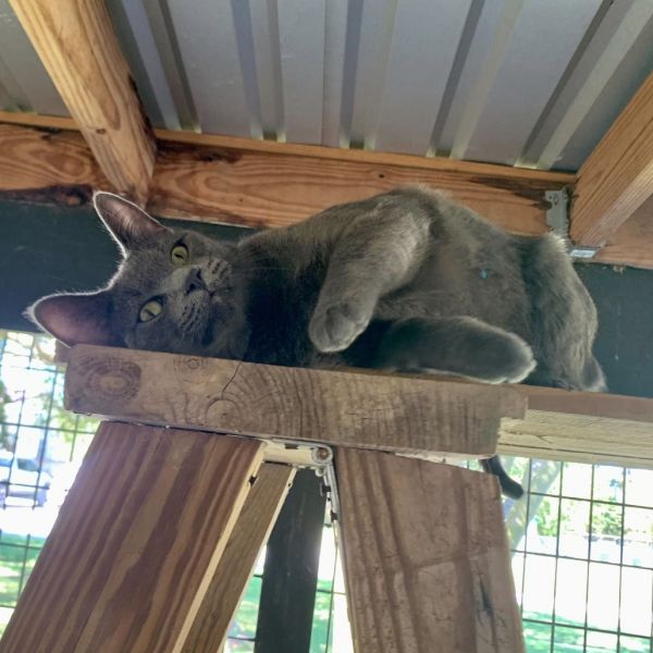 Sun Gold Malibu Ken thumbnail 4