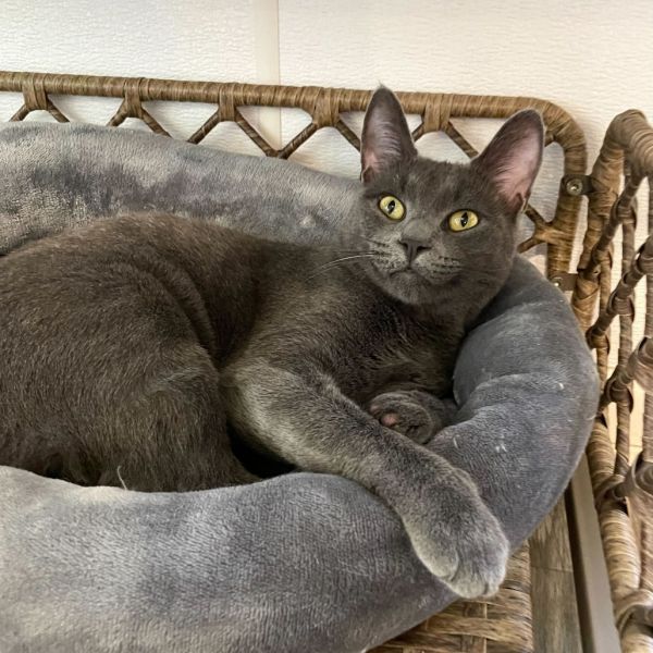 Sun Gold Malibu Ken thumbnail 5