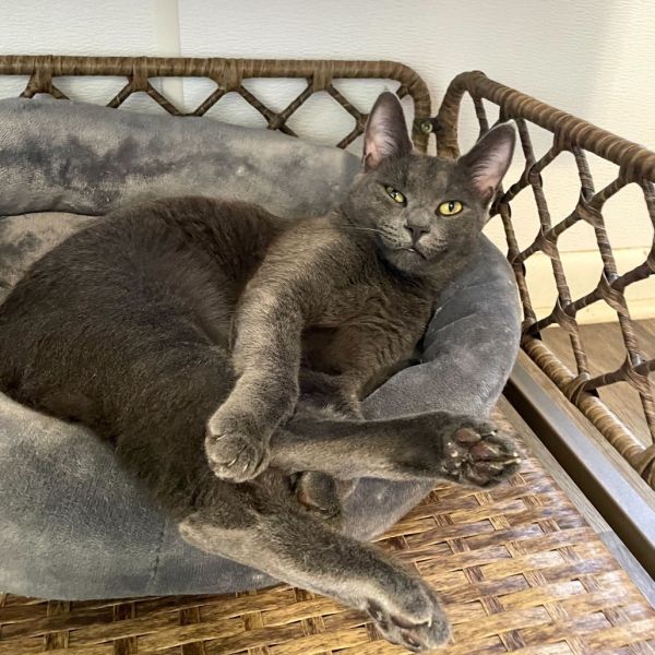 Sun Gold Malibu Ken thumbnail 6