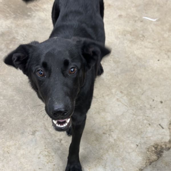 Scarlett thumbnail 2