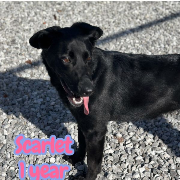 Scarlett thumbnail 3