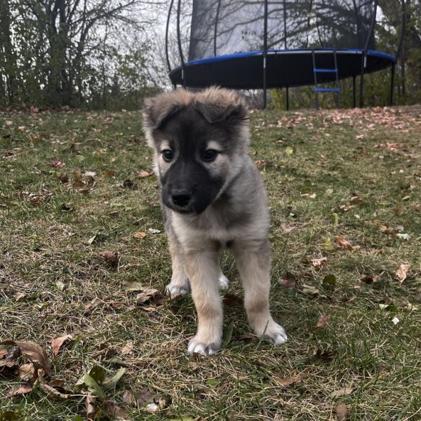 Green Tea thumbnail 2