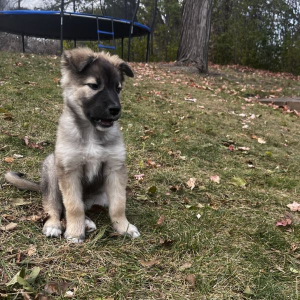 Green Tea thumbnail 3