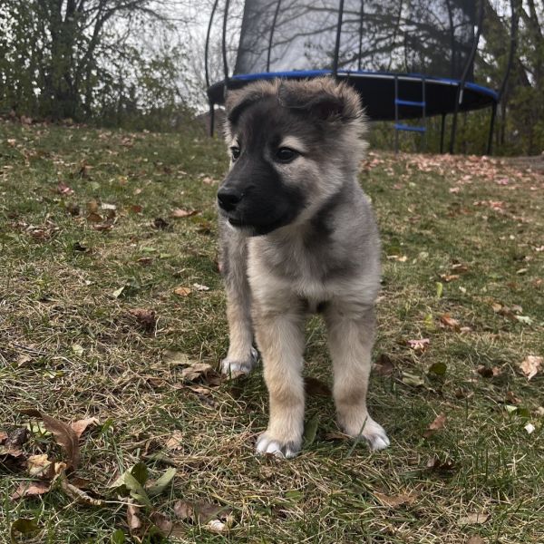 Green Tea thumbnail 4