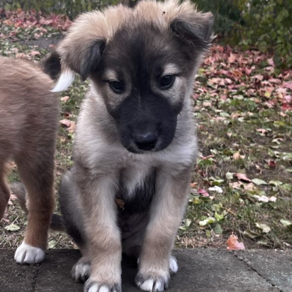 Green Tea thumbnail 5