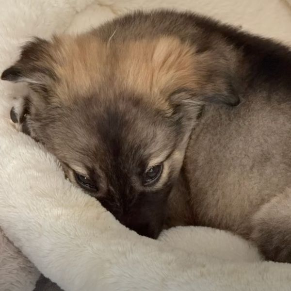 Green Tea thumbnail 6