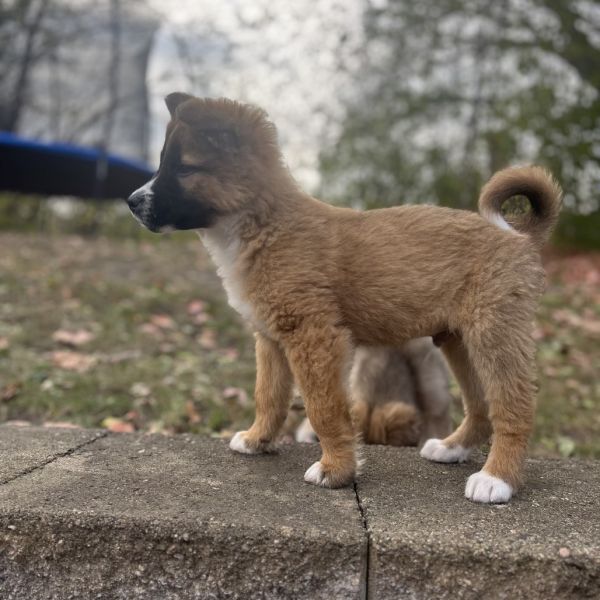 Tequila Sunrise thumbnail 4