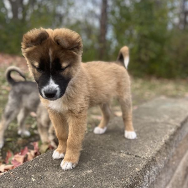 Tequila Sunrise thumbnail 5