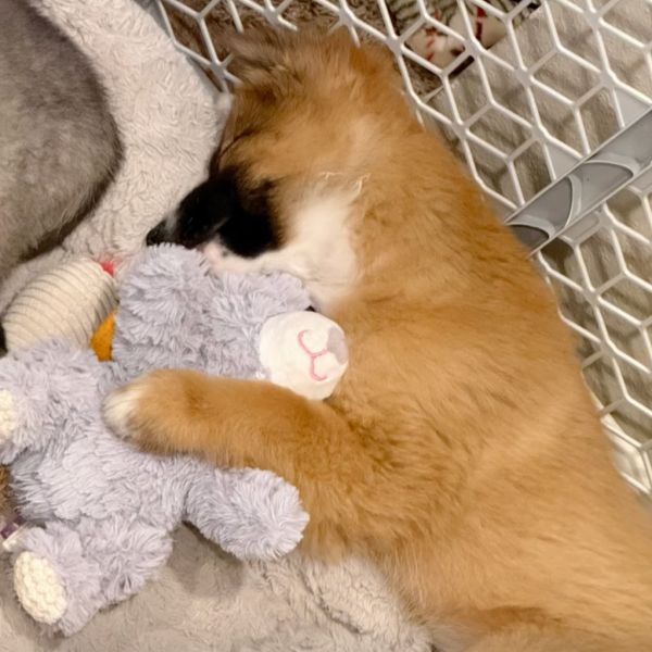 Tequila Sunrise thumbnail 6