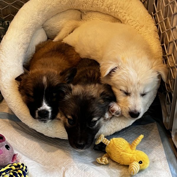 Lemon Drop thumbnail 2