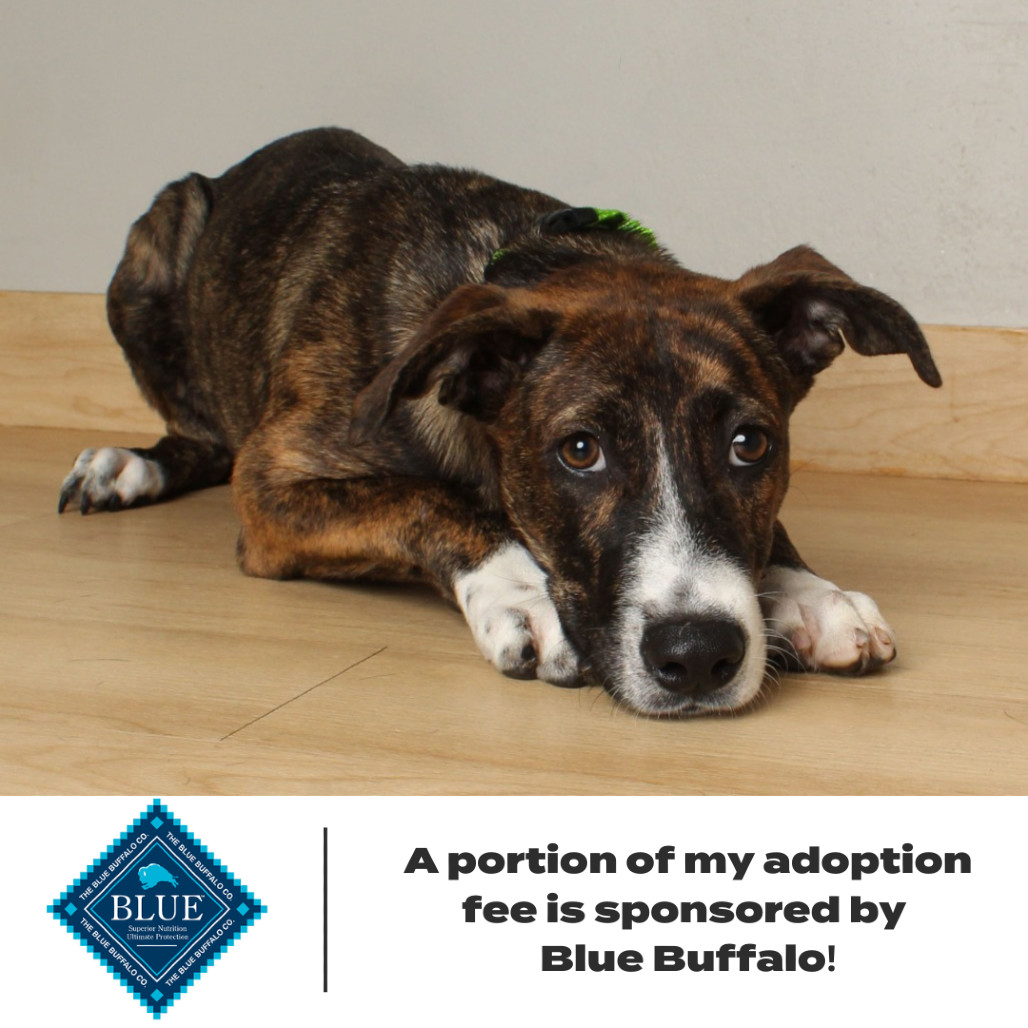 Mario D66079 (Sponsored)