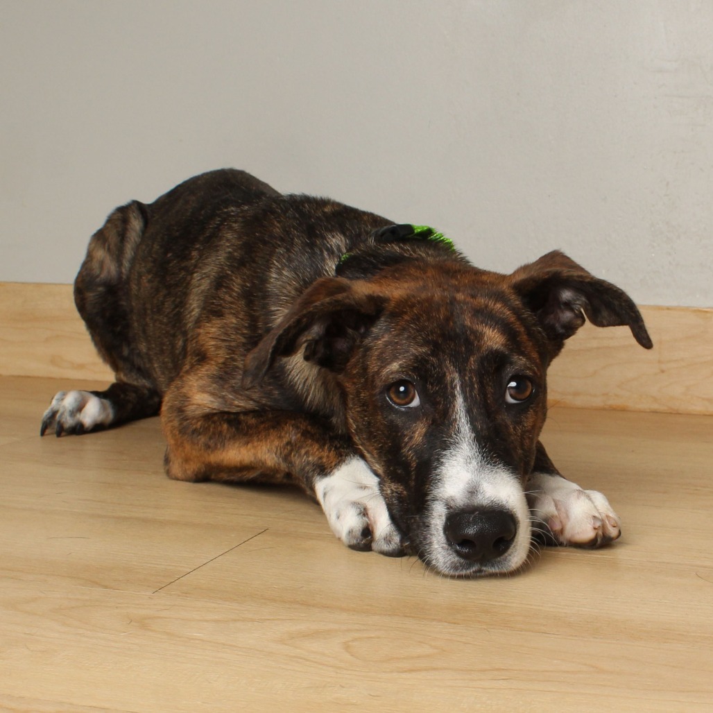 Mario D66079 (Sponsored)