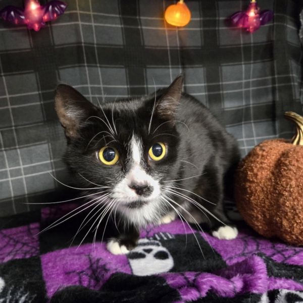 Tater Chop thumbnail 2