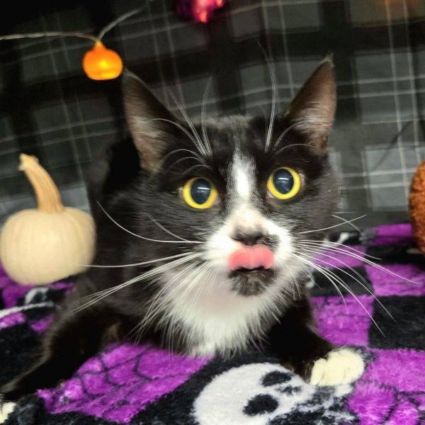 Tater Chop thumbnail 3