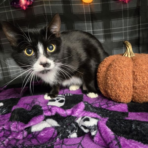 Tater Chop thumbnail 4