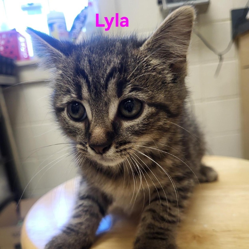 Lyla