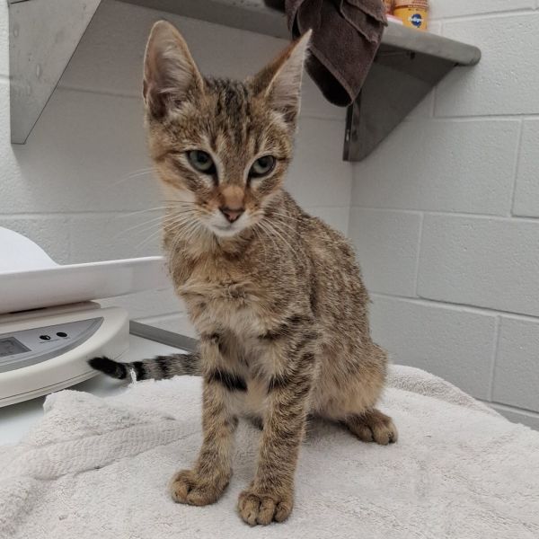 Mortimer thumbnail 2