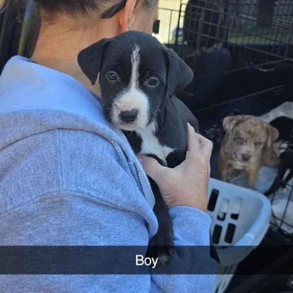 Charleston thumbnail 2