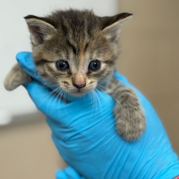 Bulbasaur thumbnail 2