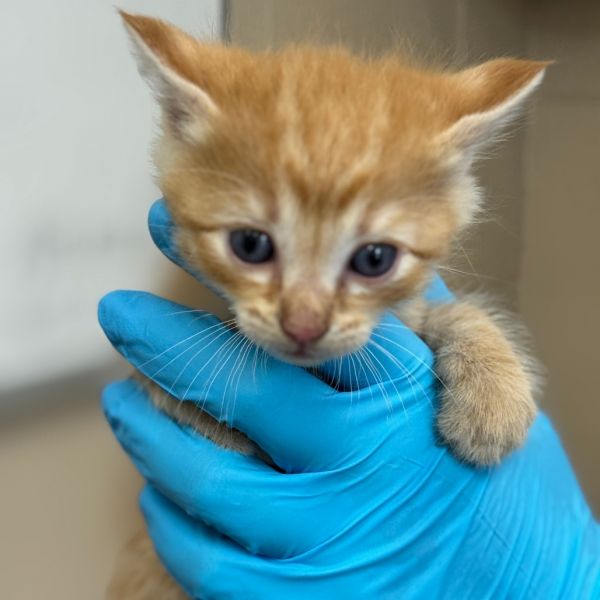 Squirtle thumbnail 2