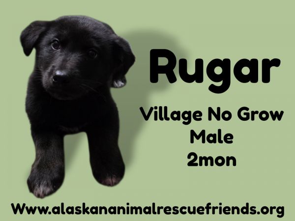 Rugar