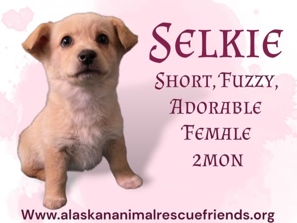 Selkie