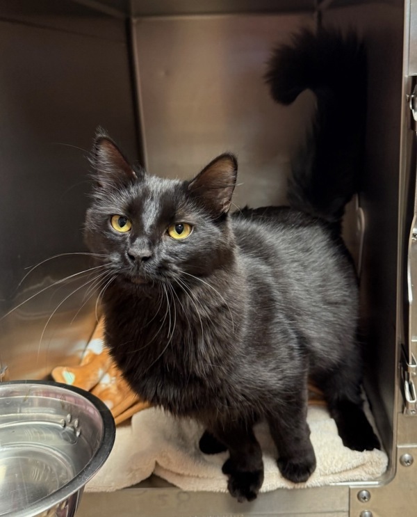 Indiana, an adoptable Domestic Medium Hair in Great Falls, MT, 59405 | Photo Image 1