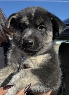 Billy Loomis (black) 1