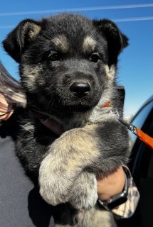 Cotton Weary /orange 1