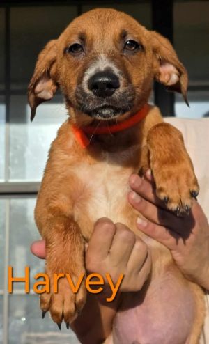 Harvey (Honey's Litter)