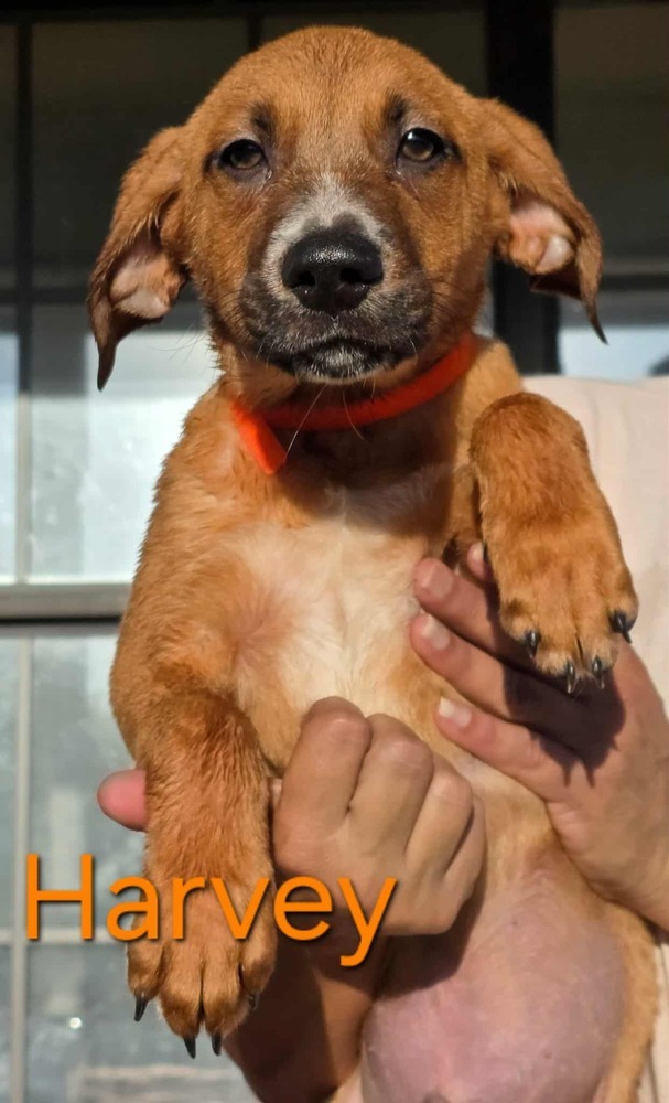 Harvey (Honey's Litter) 1