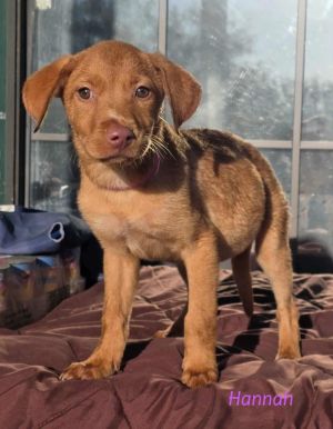 Hannah (Honey's Litter)
