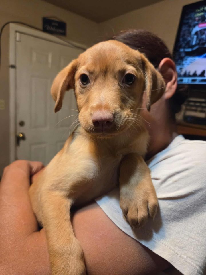 Hannah (Honey's Litter) 2