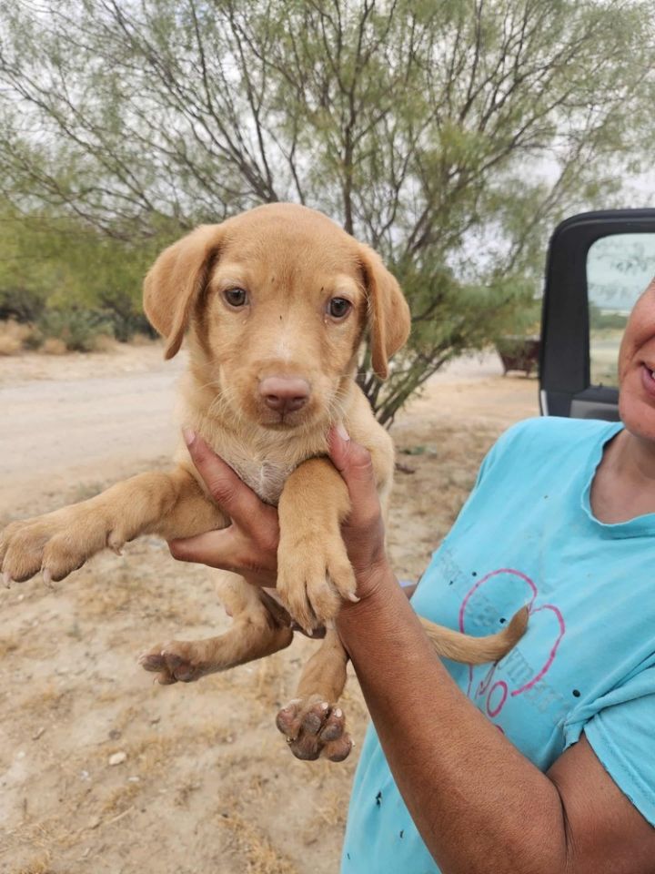 Hannah (Honey's Litter) 3