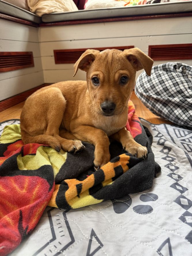 Hayley (Honey's Litter)