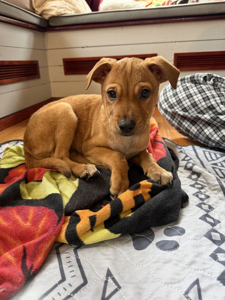 Hayley (Honey's Litter) 1