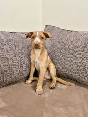 Harry (Honey's Litter)