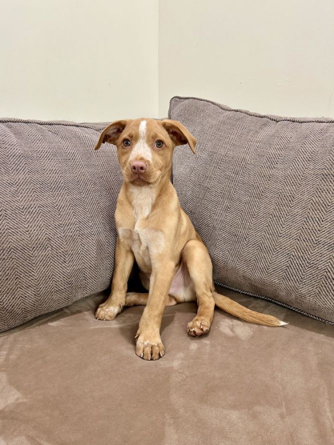 Harry (Honey's Litter)