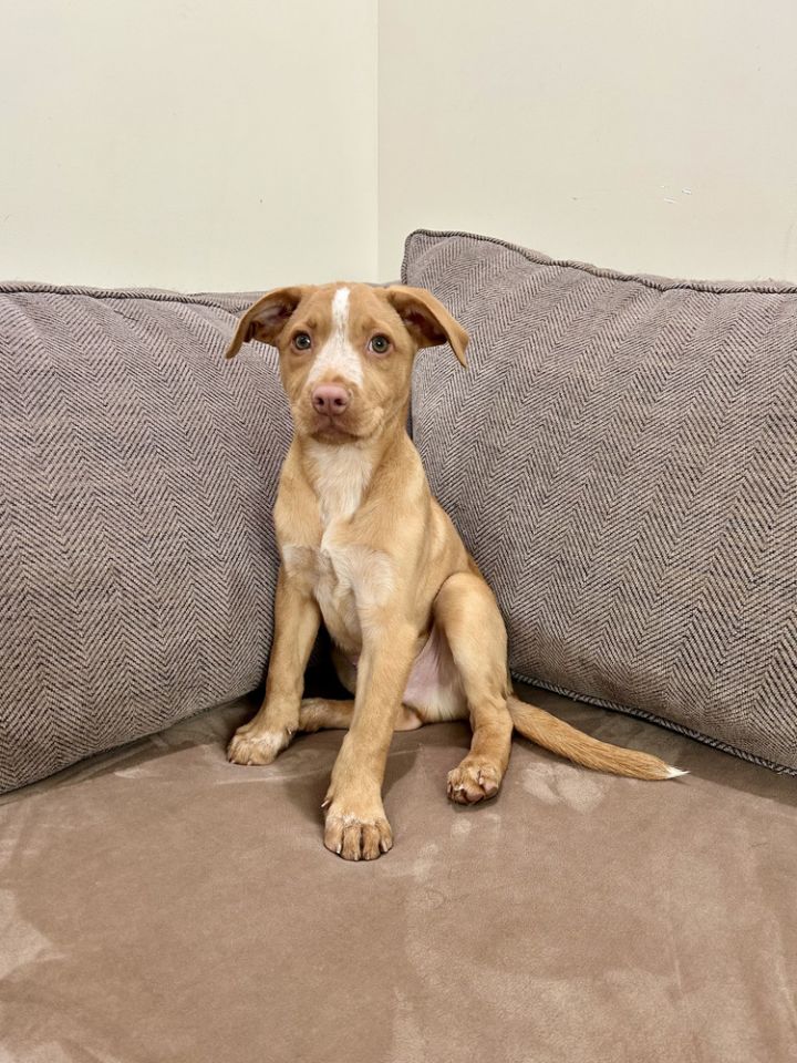 Harry (Honey's Litter) 1