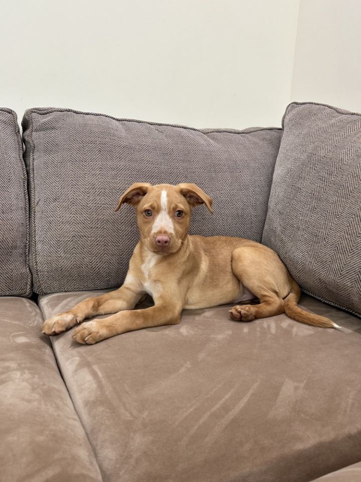 Harry (Honey's Litter) 2