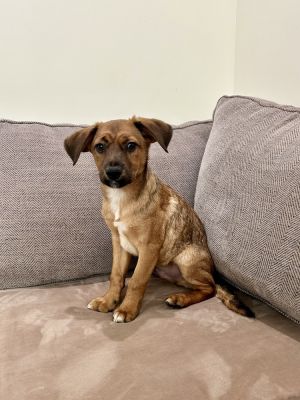 Hercules (Honey's Litter)